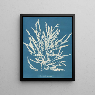 Anna Atkins - Odonthalia dentata.webp