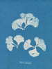 Padina Pavonia - Anna Atkins — vy av konstverket