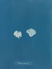 Padina Pavonia (Cas Conflit) - Anna Atkins — vy av konstverket