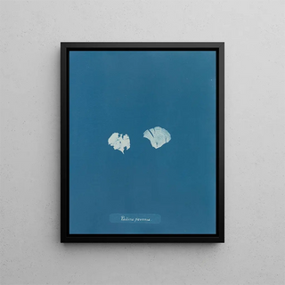 Anna Atkins - Padina pavonia (Case Conflict).webp