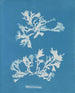 Phyllophora rubens - Anna Atkins — vy av konstverket