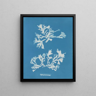 Anna Atkins - Phyllophora rubens.webp