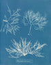 Plocamium cramoisi - Anna Atkins — vy av konstverket