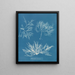 Plocamium cramoisi - Anna Atkins — inramlat konstverk på väggen