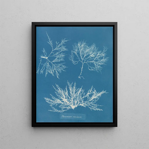 Anna Atkins - Plocamium coccineum.webp