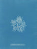 Plocamium cramoisi i frukten - Anna Atkins — vy av konstverket