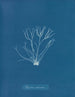 Polyides ronds - Anna Atkins — vy av konstverket