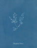 Polysiphonia Brodiaei Partie X - Anna Atkins — vy av konstverket