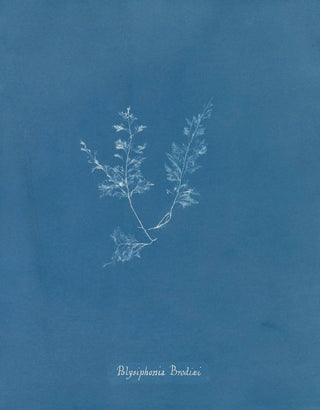 Anna Atkins - Polysiphonia Brodiaei Part X.webp