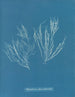 Polysiphonia atroscens - Anna Atkins — vy av konstverket