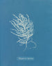 Polysiphonia byssoides av Anna Atkins — vy av konstverket