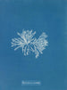 Polysiphonia cristata - Anna Atkins — vy av konstverket