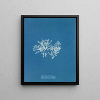 Anna Atkins - Polysiphonia cristata.webp