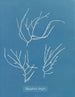 Polysiphonia elongata - Anna Atkins — vy av konstverket