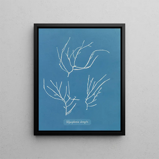 Anna Atkins - Polysiphonia elongata.webp