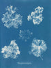 Polysiphonia fastigiata - Anna Atkins — vy av konstverket