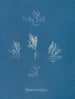 Polysiphonia fructiculosa - Anna Atkins — vy av konstverket