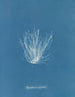 Polysiphonia nigrescens - Anna Atkins — vy av konstverket