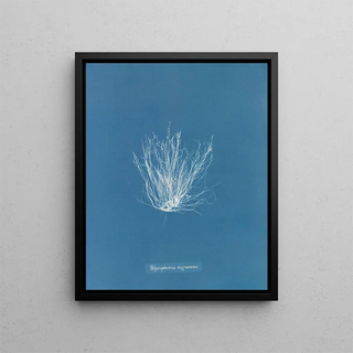 Anna Atkins - Polysiphonia nigrescens.webp