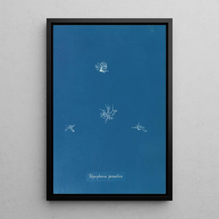 Anna Atkins - Polysiphonia parasitica.webp