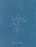 Polysiphonia subulifera - Anna Atkins — vy av konstverket