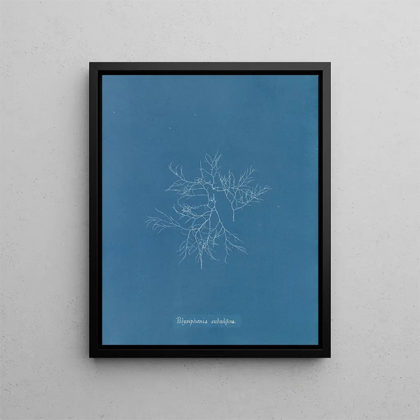 Anna Atkins - Polysiphonia subulifera.webp