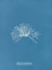 Polysiphonia thuyoides - Anna Atkins — vy av konstverket