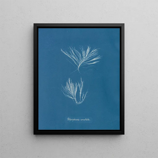 Anna Atkins - Polysiphonia urceolata.webp