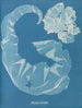 Porphyra laciniata - Anna Atkins — vy av konstverket
