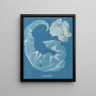 Anna Atkins - Porphyra laciniata.webp
