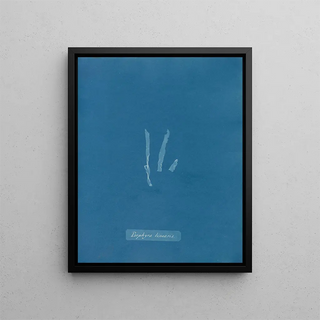 Anna Atkins - Porphyra linearis.webp