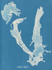 Porphyra vulgaris - Anna Atkins — vy av konstverket