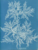 Ptilota plumosa - Anna Atkins — vy av konstverket