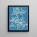 Ptilota plumosa - Anna Atkins — inramlat konstverk på väggen