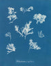 Ptilota plumosa - Anna Atkins — vy av konstverket