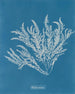 Ptilota sericea - Anna Atkins — vy av konstverket