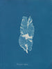 Punctaria latifolia - Anna Atkins — vy av konstverket