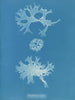 Rhodoménie bifida - Anna Atkins — vy av konstverket