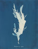 Rhodoménie ciliée - Anna Atkins — vy av konstverket