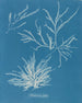 Rhodoménie jubata - Anna Atkins — vy av konstverket