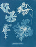 Rhodoménie laciniata - Anna Atkins — vy av konstverket