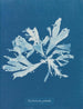 Rhodoménie palmée - Anna Atkins — vy av konstverket