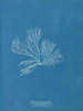 Rhodomenia palmata - Anna Atkins — vy av konstverket