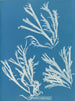 Rhodoménie polycarpe - Anna Atkins — vy av konstverket