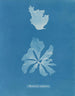 Rhodoménie réniforme - Anna Atkins — vy av konstverket