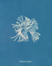 Rhodoménie sobolifera - Anna Atkins — vy av konstverket