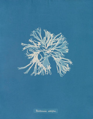 Anna Atkins - Rhodomenia sobolifera.webp