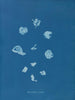 Ruisseaux brillants - Anna Atkins — vy av konstverket