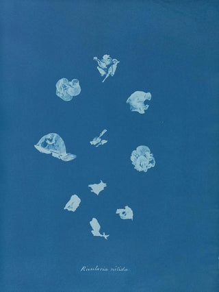 Anna Atkins - Rivularia nitida.webp
