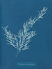 Sargassum bacciferum - Anna Atkins — vy av konstverket